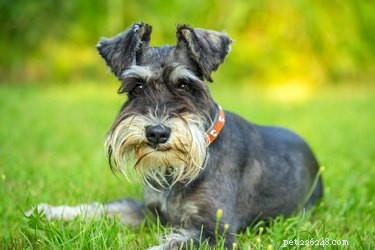 Schnauzer vs. Scottish Terrier: Key Differences Explained