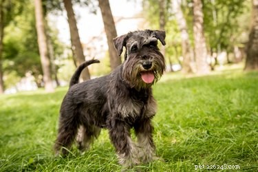 Schnauzer vs. Scottish Terrier: Key Differences Explained