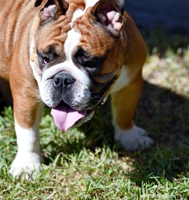 How Long Do American Bulldogs Grow? Key Milestones & Expected Size