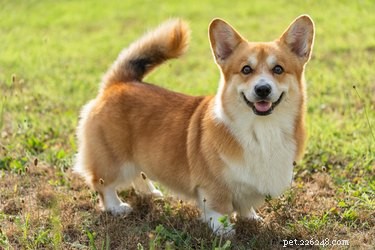 Discover the Loyal Spirit & Playful Traits of Corgi Mixes – A Guide to Their Temperament & Herding Instincts
