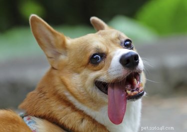 Discover the Loyal Spirit & Playful Traits of Corgi Mixes – A Guide to Their Temperament & Herding Instincts