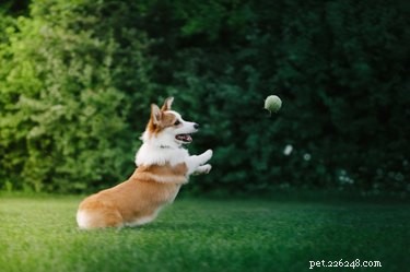 Discover the Loyal Spirit & Playful Traits of Corgi Mixes – A Guide to Their Temperament & Herding Instincts