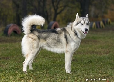 How to Determine If Your Siberian Husky Has Wolf Heritage