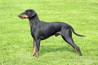 What to Expect from a Chihuahua‑Manchester Terrier Mix: Traits, Size, and Temperament