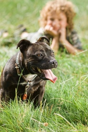 Understanding Pit Bull Inbreeding: Facts & Concerns