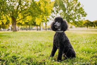 Top Poodle Mixes for Family-Friendly Companions