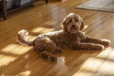 Top Poodle Mixes for Family-Friendly Companions