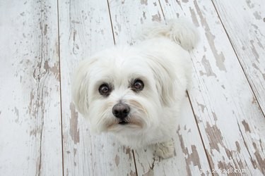 Toy vs. Teacup Maltese: Key Size, Care, and Health Differences