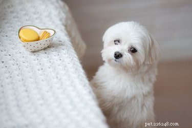 Toy vs. Teacup Maltese: Key Size, Care, and Health Differences