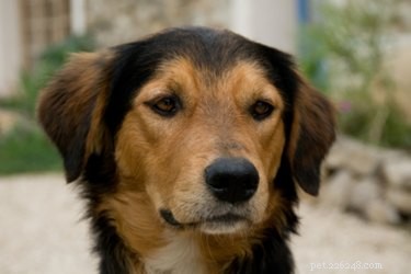 Best Dog Breeds to Pair with Miniature Dachshunds