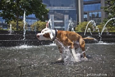 Pit Bull Laws in New York: City Ordinances and Ownership Restrictions