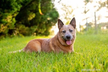 Border Collie & Red Heeler Mixes: The Ultimate Herding Companion