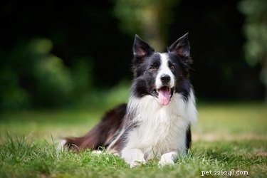 Border Collie & Red Heeler Mixes: The Ultimate Herding Companion