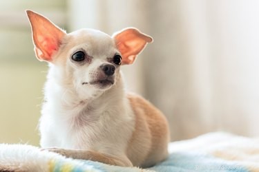 Understanding Floppy Ears in Chihuahuas: Causes and Care