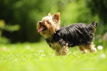 When Do Yorkshire Terriers Transition to Their Adult Coat Colors?
