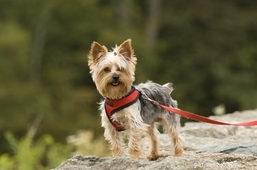 When Do Yorkshire Terriers Transition to Their Adult Coat Colors?