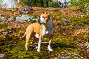 Understanding the Body Build of the American Pitbull Terrier