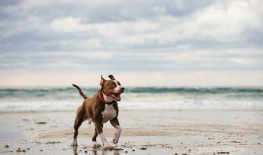 Understanding the Body Build of the American Pitbull Terrier