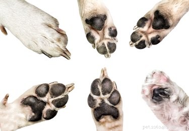 Which Dog Breeds Have Dewclaws on Front and Rear Paws?