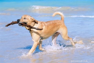Professional Guide to Breeding Labradors Safely and Successfully