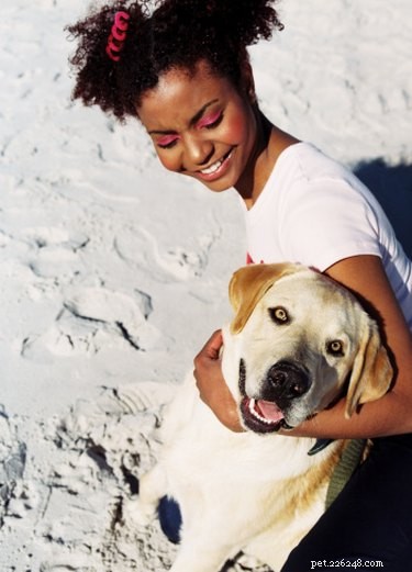 Professional Guide to Breeding Labradors Safely and Successfully