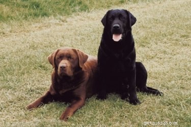 Professional Guide to Breeding Labradors Safely and Successfully