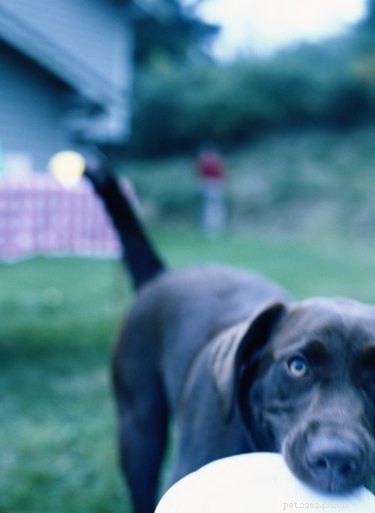 Professional Guide to Breeding Labradors Safely and Successfully