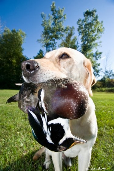Professional Guide to Breeding Labradors Safely and Successfully