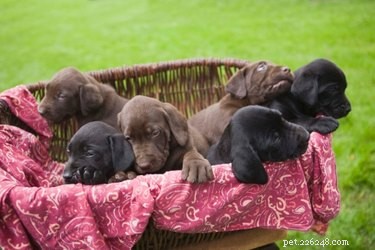 Professional Guide to Breeding Labradors Safely and Successfully