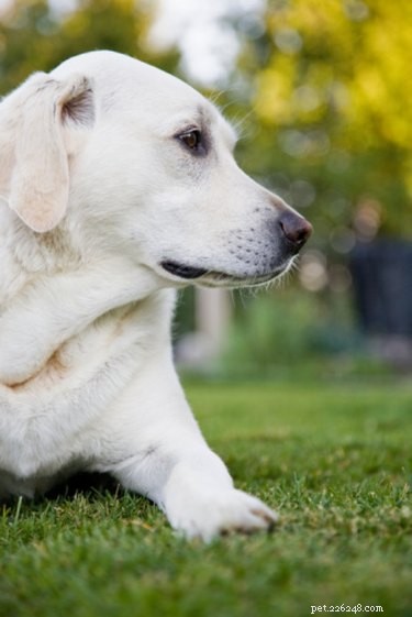 Professional Guide to Breeding Labradors Safely and Successfully