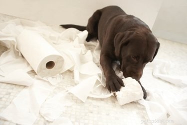 Professional Guide to Breeding Labradors Safely and Successfully