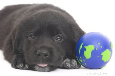 Professional Guide to Breeding Labradors Safely and Successfully