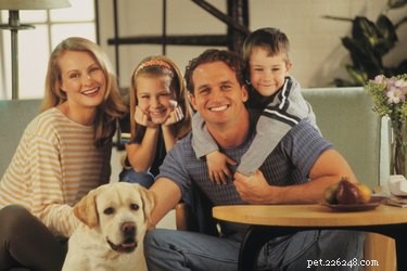 Professional Guide to Breeding Labradors Safely and Successfully