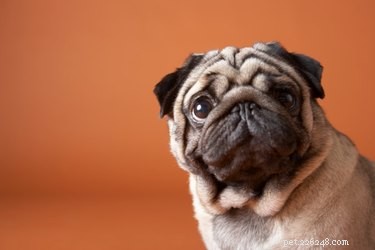 Are Pugs Purebred or Crossbreeds? The Truth About Pug Origins