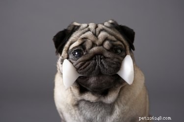 Are Pugs Purebred or Crossbreeds? The Truth About Pug Origins