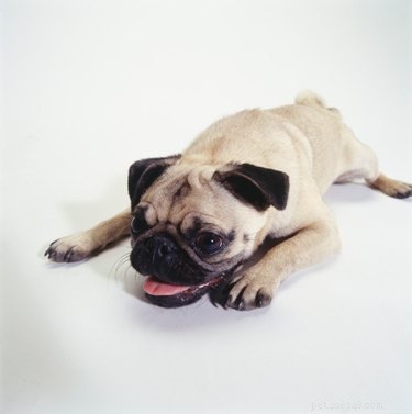 Are Pugs Purebred or Crossbreeds? The Truth About Pug Origins