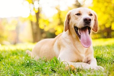 Labrador Life Span: 10-12 Years of Healthy Years