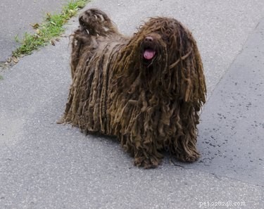 Explore the Finest Long-Haired Dog Breeds