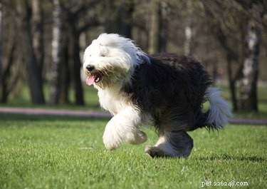 Explore the Finest Long-Haired Dog Breeds