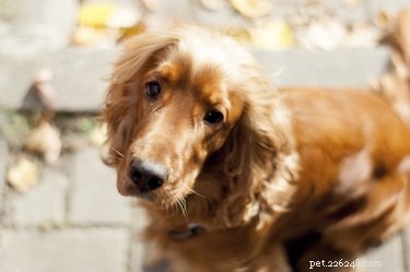Explore the Finest Long-Haired Dog Breeds