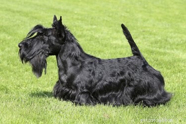 Explore the Finest Long-Haired Dog Breeds