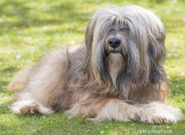 Explore the Finest Long-Haired Dog Breeds