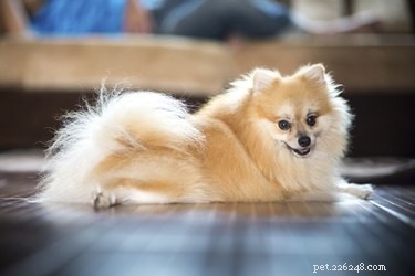 Explore the Finest Long-Haired Dog Breeds