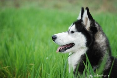 Explore the Finest Long-Haired Dog Breeds