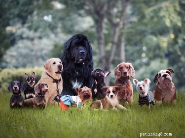Matching Dog Breeds with Your Personality: A Comprehensive Guide