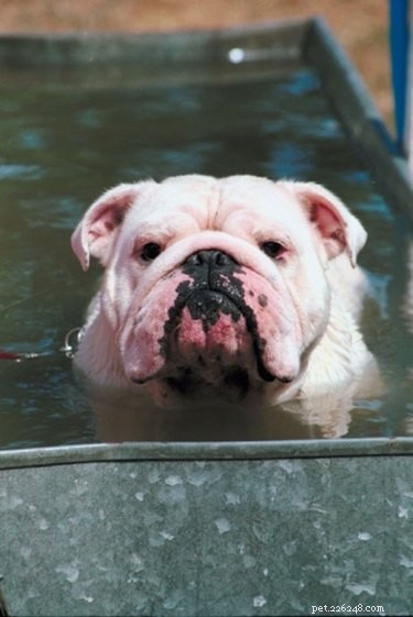 English Bulldogs: The Ideal Family Companion – Affectionate, Patient & Low-Maintenance
