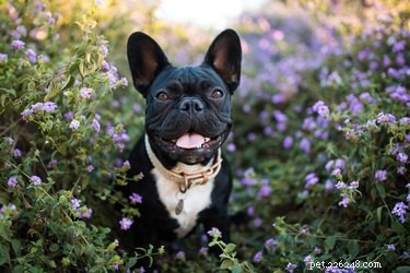 How Long Do French Bulldogs Live? A Comprehensive Guide to Their Lifespan
