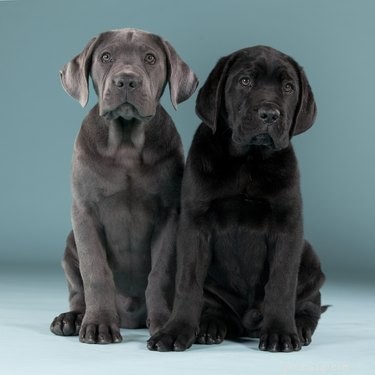 Cane Corso Breeding: Ethical, Safe, and Healthy Practices