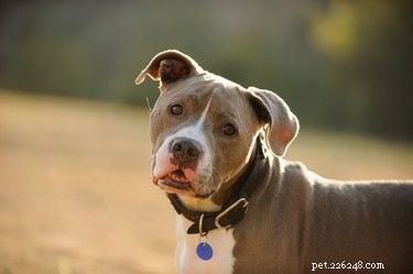 How to Identify Your Pit Bull Breed