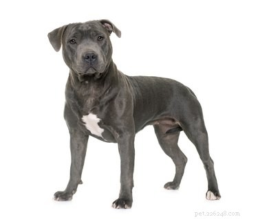 How to Identify Your Pit Bull Breed
